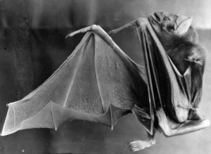 Vampire Bat