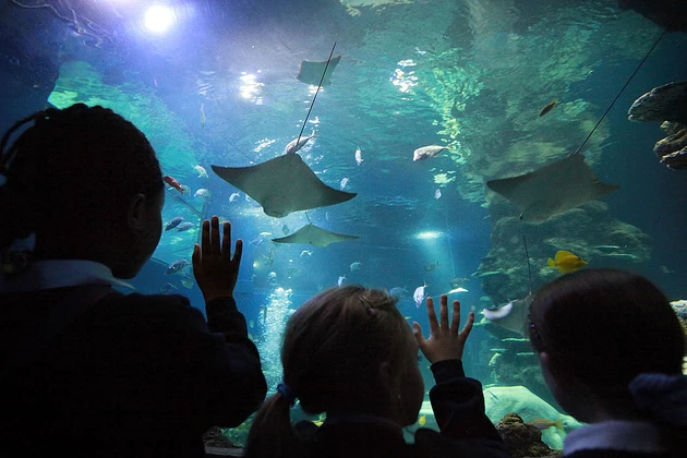 Aquarium Reopens After ?5m Redevelopment