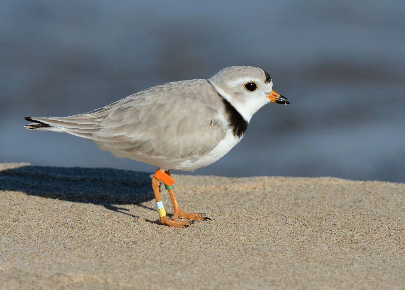 Piping plover, Jim Hudgins/USFWS, Public Domain, https://www.fws.gov/banner/piping-plover-0