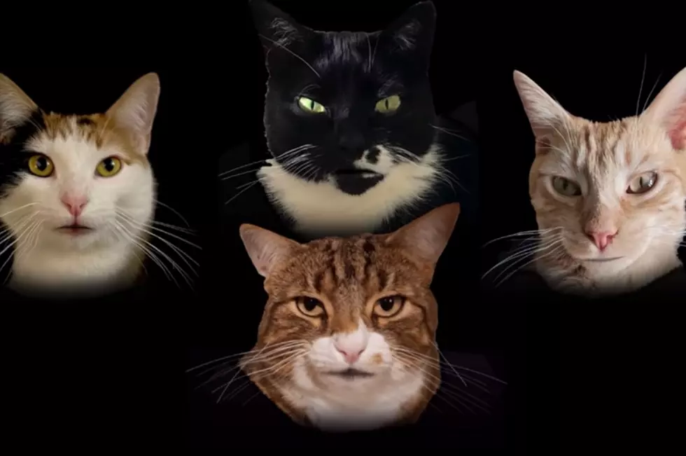 Watch Some Cats Sing Queen-Inspired ‘Bohemian Catsody’