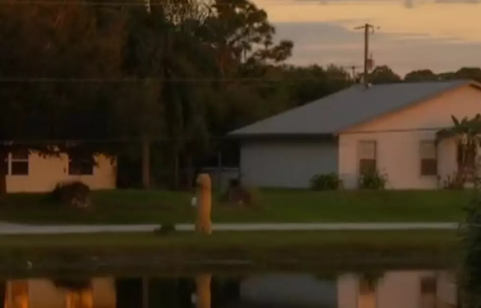 Son Gives His Mother A Penis-Shaped Mailbox