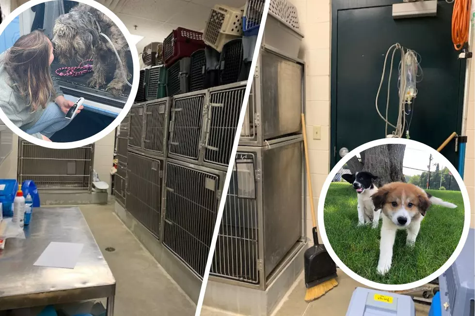 West MI Humane Society Receives ‘Lowe’s Hometowns’ Grant to Upgrade Medical Facility