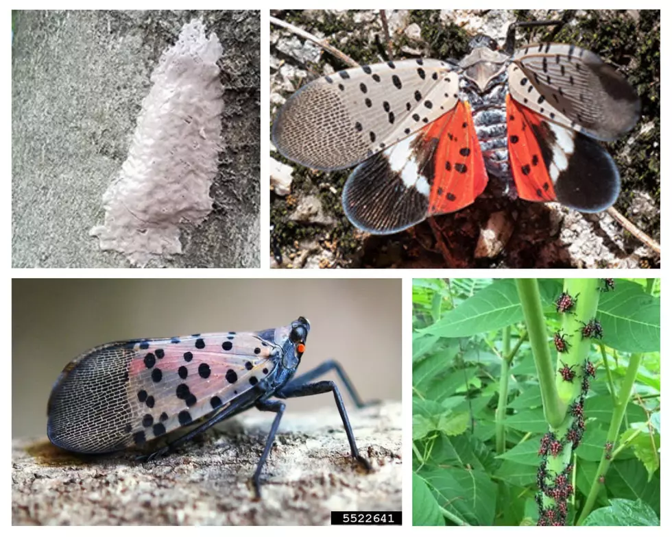 Michigan: USDA Issues Warning, Kill This Insect On Sight