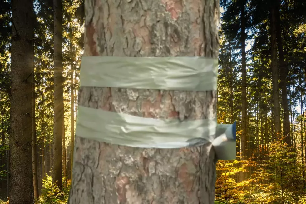 Grand Rapids Asks Residents to Help Control Spongy Moth Population This Spring