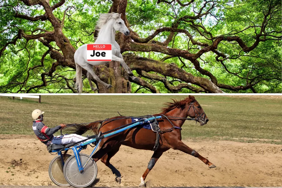 These Two Horses Were In Trouble For Very Different Reasons