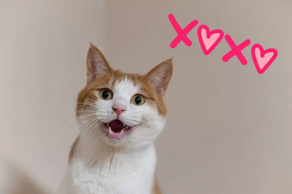 This West Michigan Animal Shelter Will ‘Neuter Your Ex’ This Valentine’s Day – Well, Kind Of