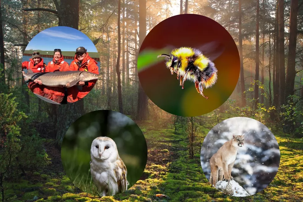 Do You Know Michigan’s Most Endangered Animals?