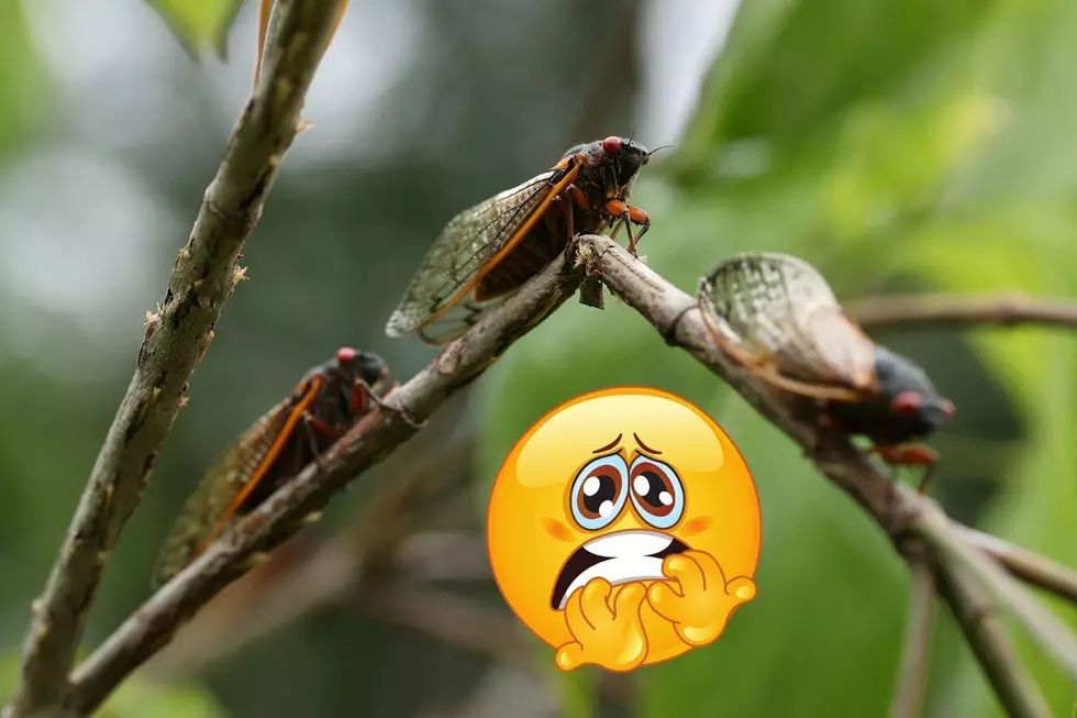 Michigan Will Experience An Insect Event Not Seen In 221 Years