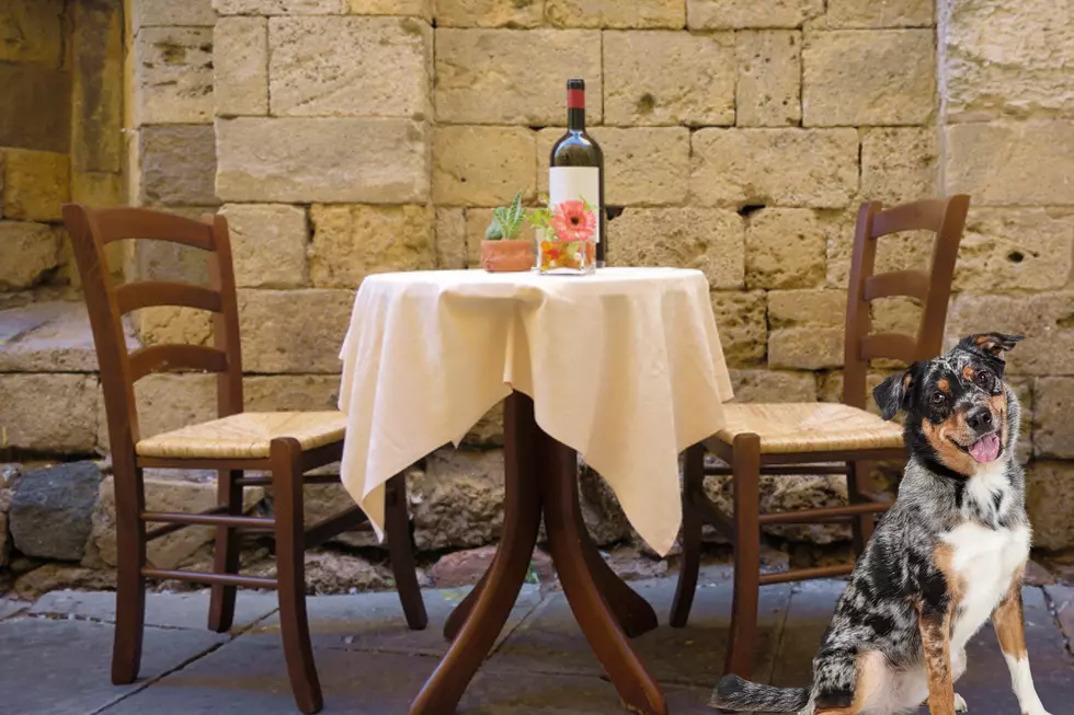 Which Restaurants In Grand Rapids Allow Dogs? Here Are 10