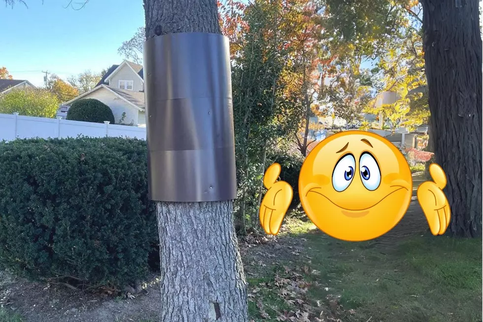 Have You Seen These Silver Bands Around Your Michigan Trees?