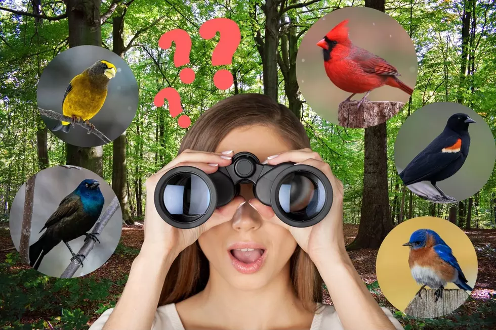 50 Birds Around Michigan You Know But Don’t Really Know