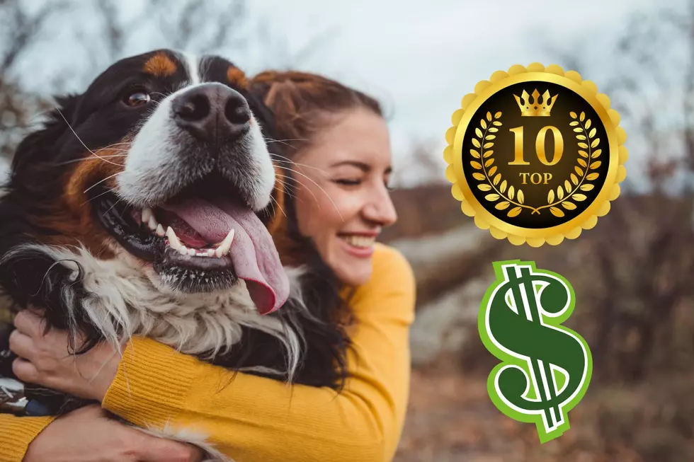 Michigan Residents Top The Charts In Pet Spending Habits