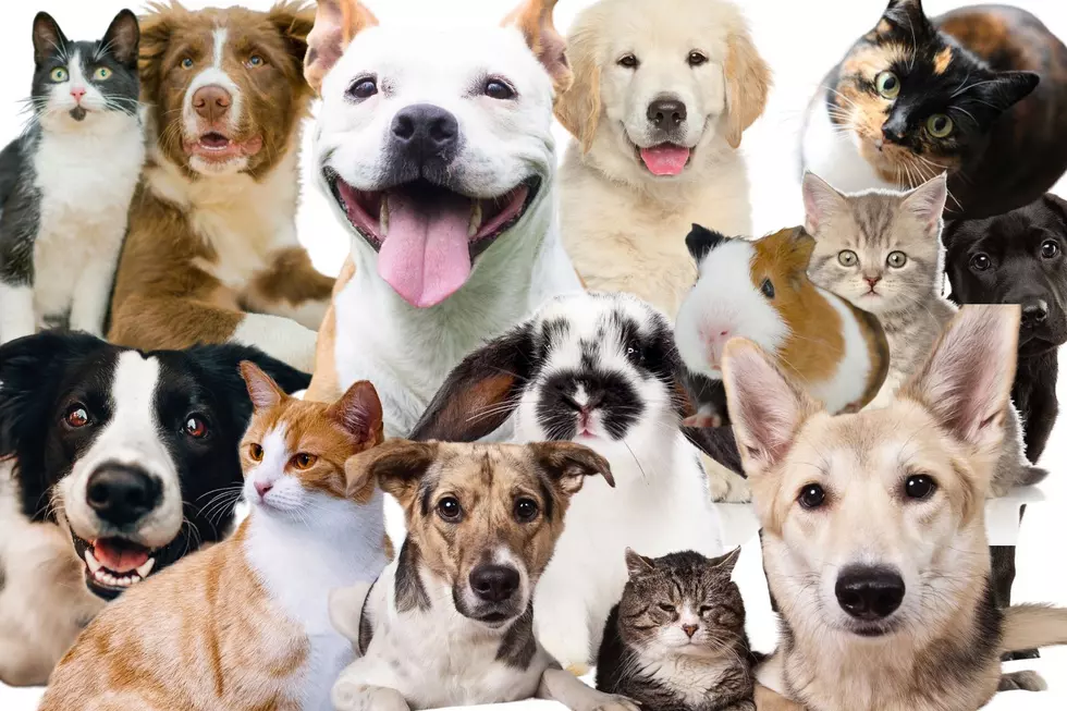Urgent: West Michigan Human Society at Capacity and Needs Your Help