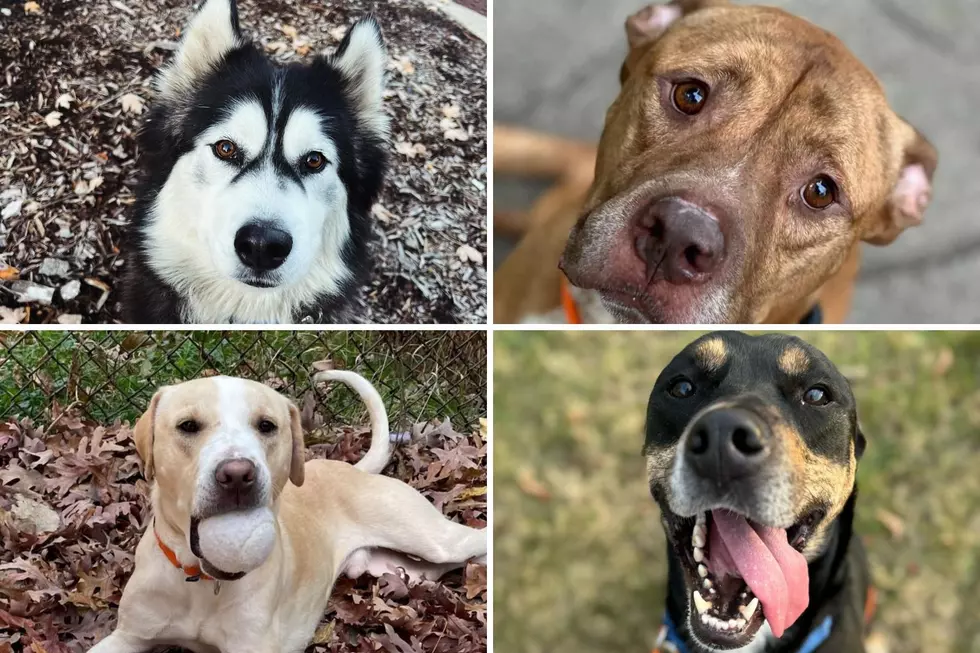 URGENT: Grand Rapids Animal Shelter Over Capacity and Needs Your Help