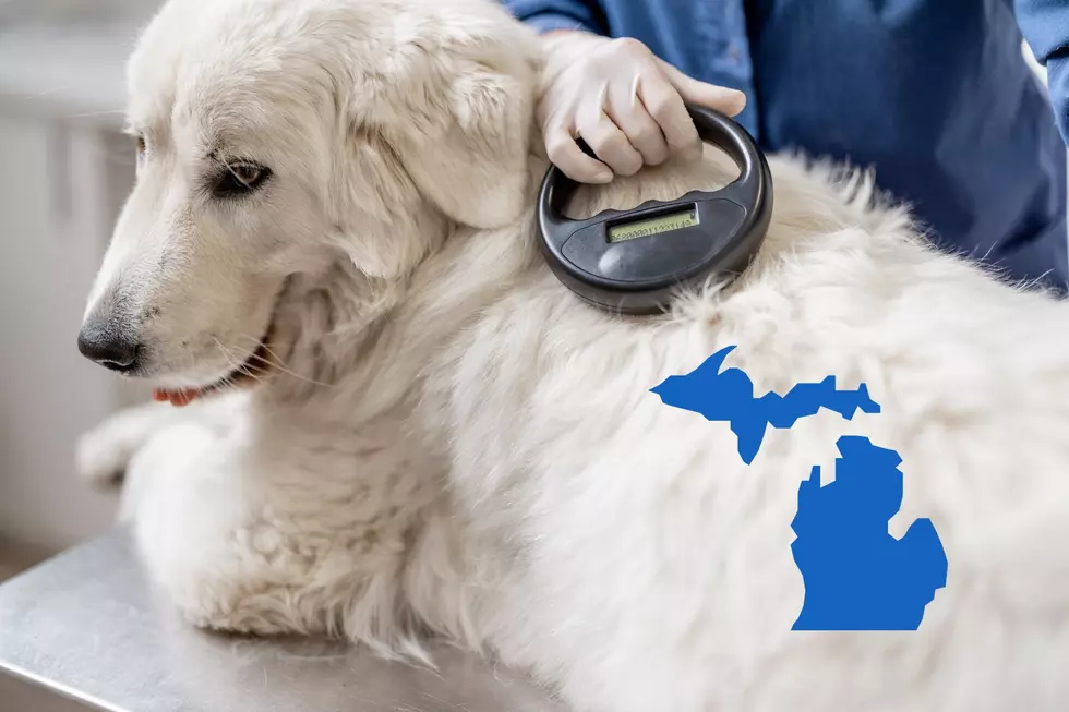 Find A Stray Animal? Here’s How To Check For A Chip In Michigan
