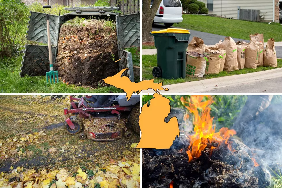 How To Properly Remove Dead Leaves From Your Yard In Michigan