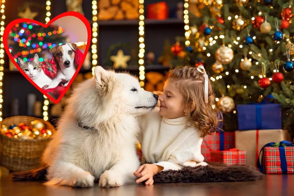 30+ Michigan Shelters Offering Reduced Pet Adoption Fees To ‘Empty The Shelters’ This Holiday Season