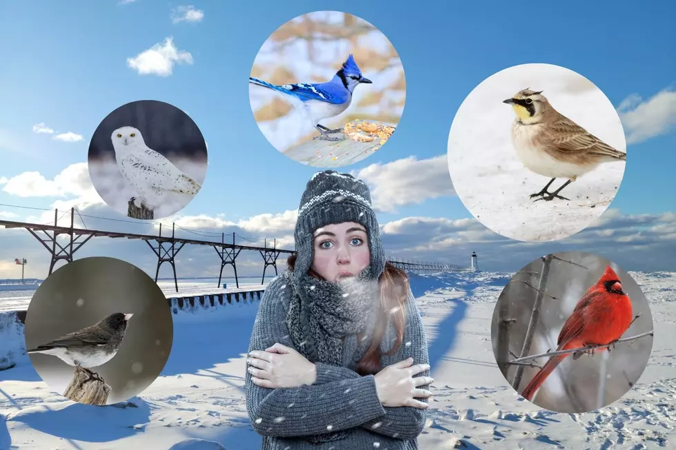 Birds That Do NOT Migrate South During Michigan Winters
