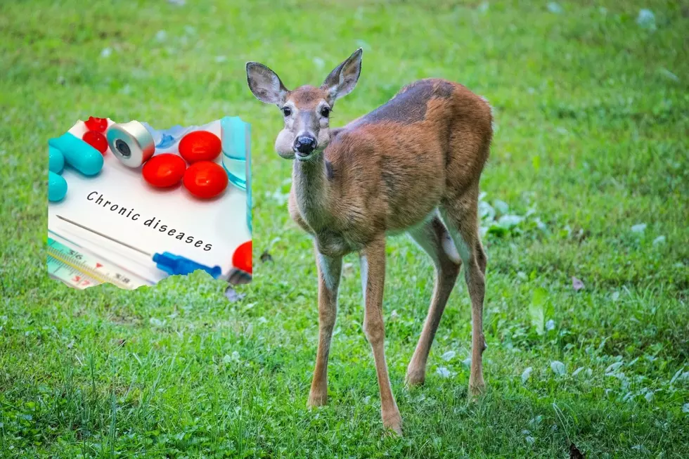 West MI County Reports First Case of CWD in a Wild Deer
