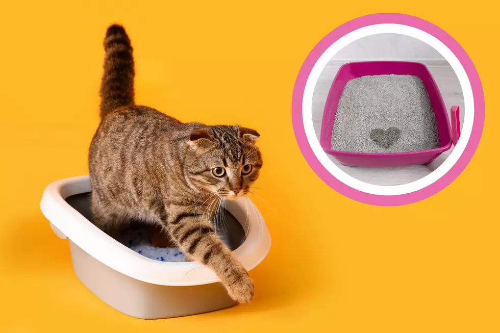 Litter-ally the Best Valentine’s Day Fundraiser in West Michigan