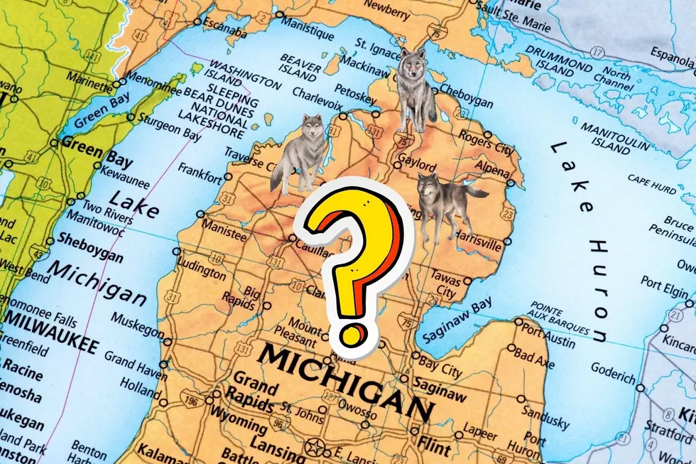 Are Gray Wolves In Lower Peninsula? DNR Wants to Know