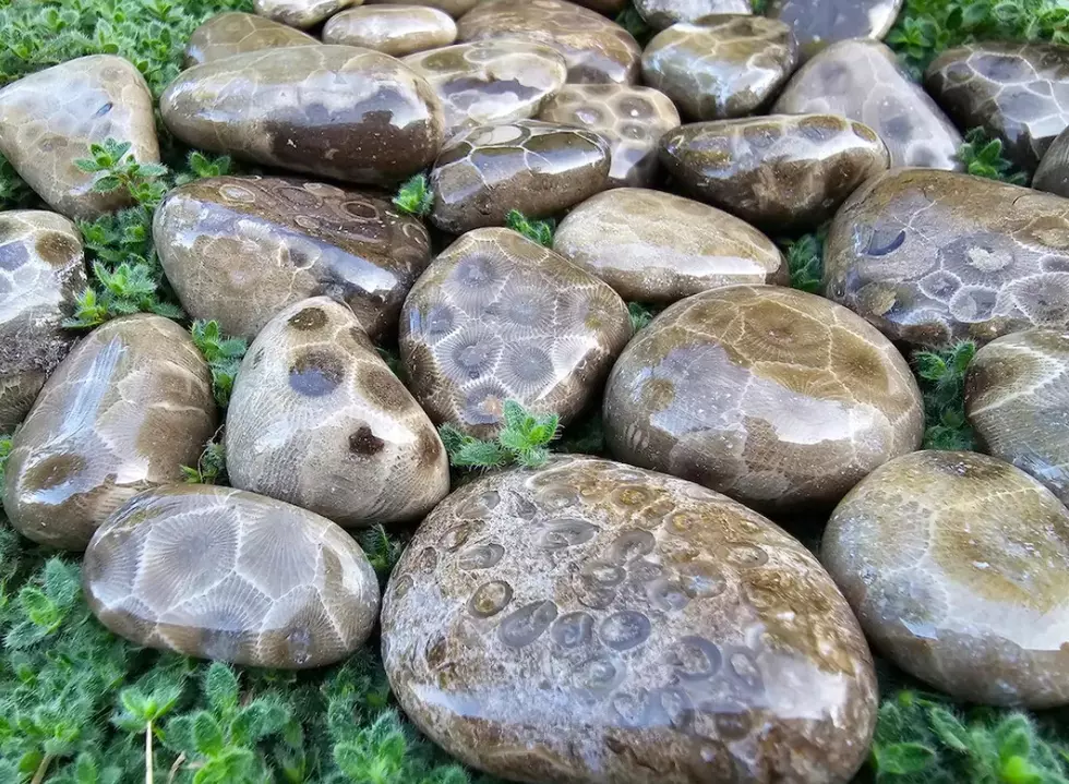 Do You Know the Record for Michigan’s Largest Petoskey Stones?