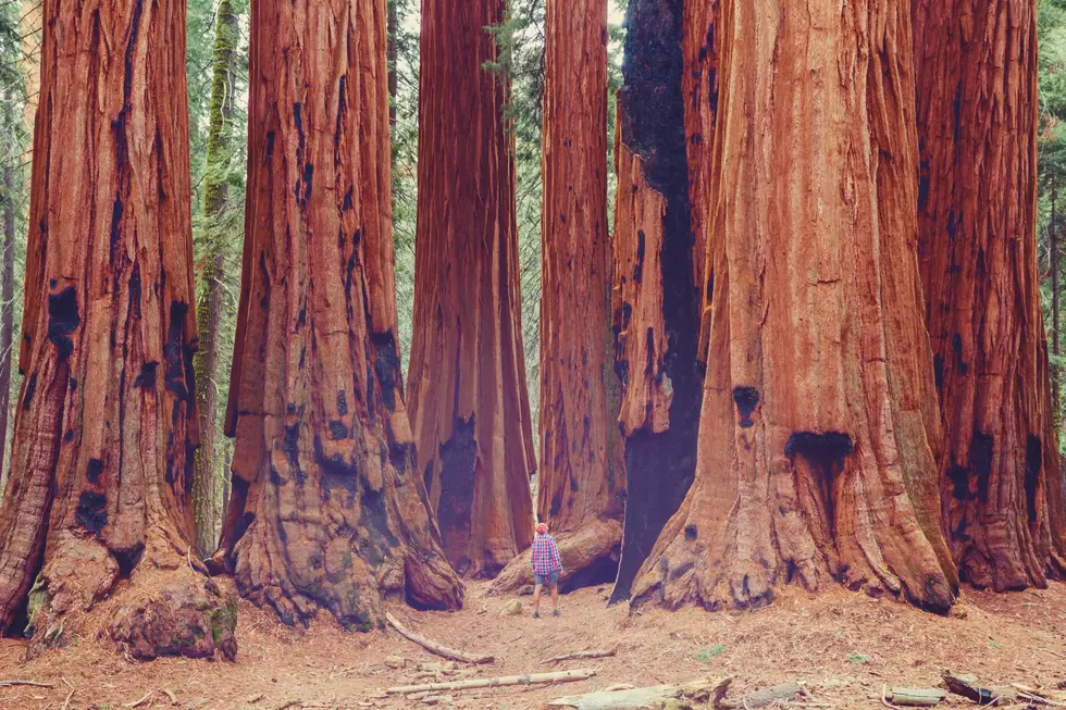 Find Out Where Giant Sequoia Trees Grow in Michigan
