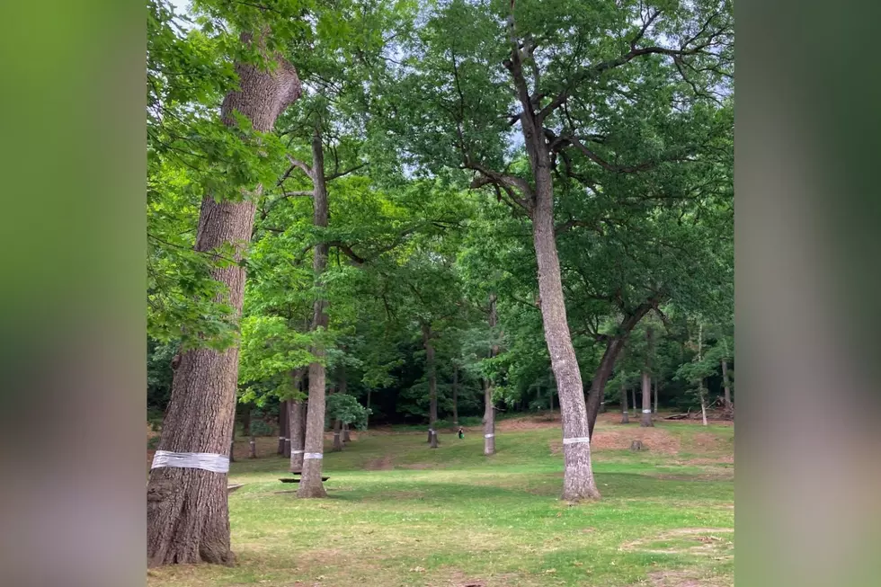 What’s Up With Duct-Taped Trees Around Grand Rapids?