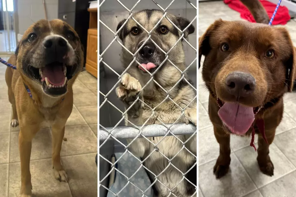 Adopt a Dog for Free From This West Michigan Shelter
