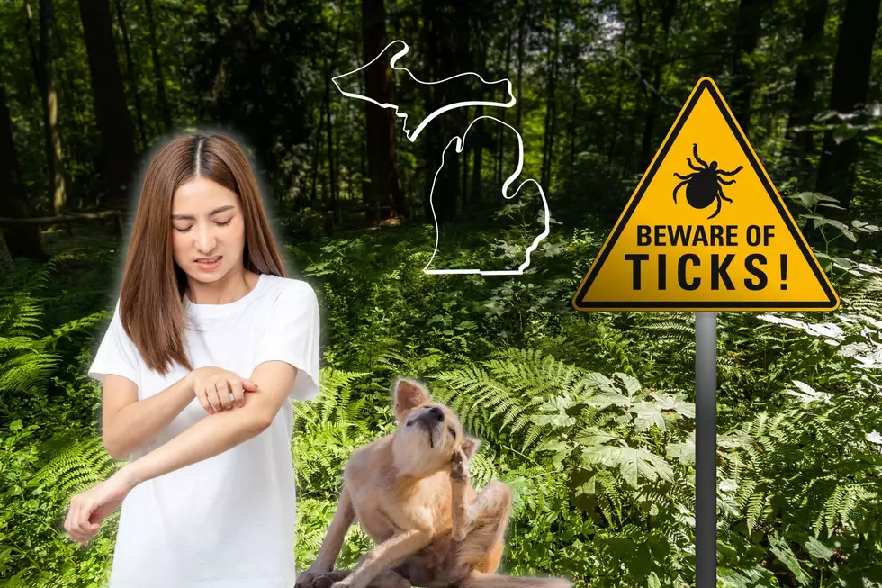 Ticks Are Here In Michigan – What To Watch For