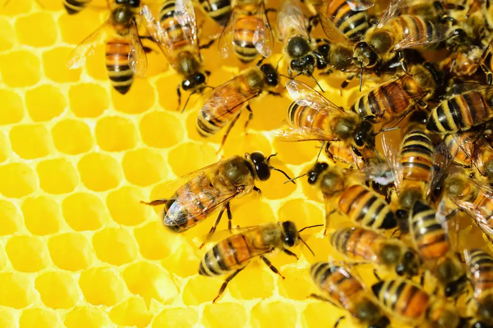 Where To Buy Local Hive Honey Near Grand Rapids