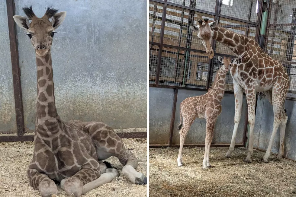Help Name West Michigan Wild Animal Park’s Baby Giraffes