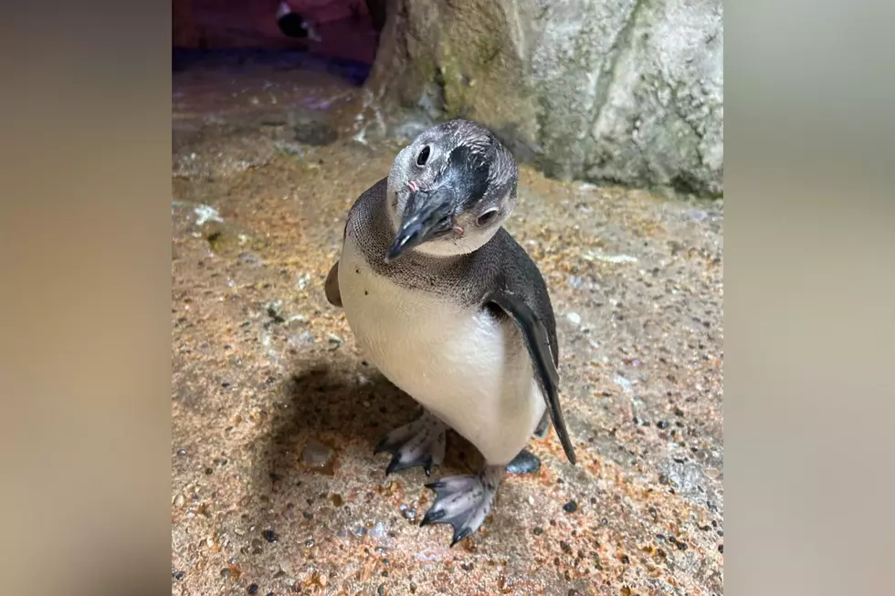 Grand Rapids Penguin Wins ‘March Of The Penguin Madness’