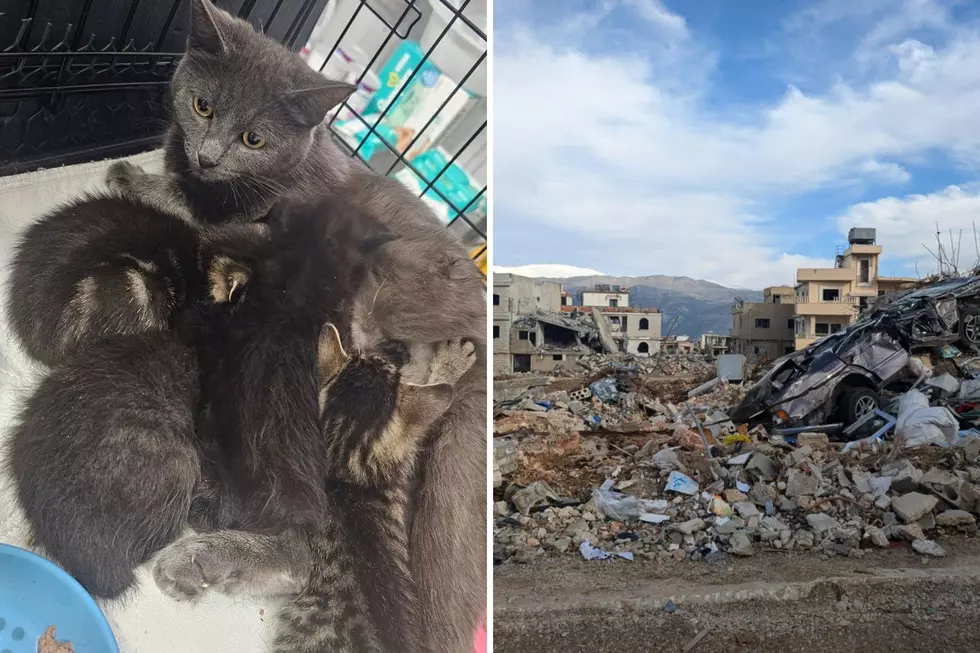 West Michigan Shelter Rescues 30 Cats From Lebanon War Zone