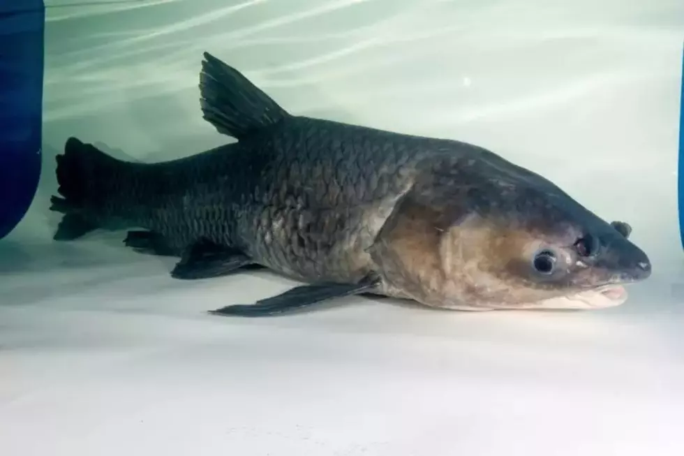Adult black carp, Ryan Hagerty/USFWS, https://www.fws.gov/media/adult-black-carp-0