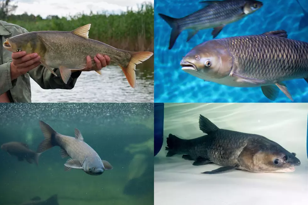 These 4 Invasive Fish Could Devastate the Great Lakes
