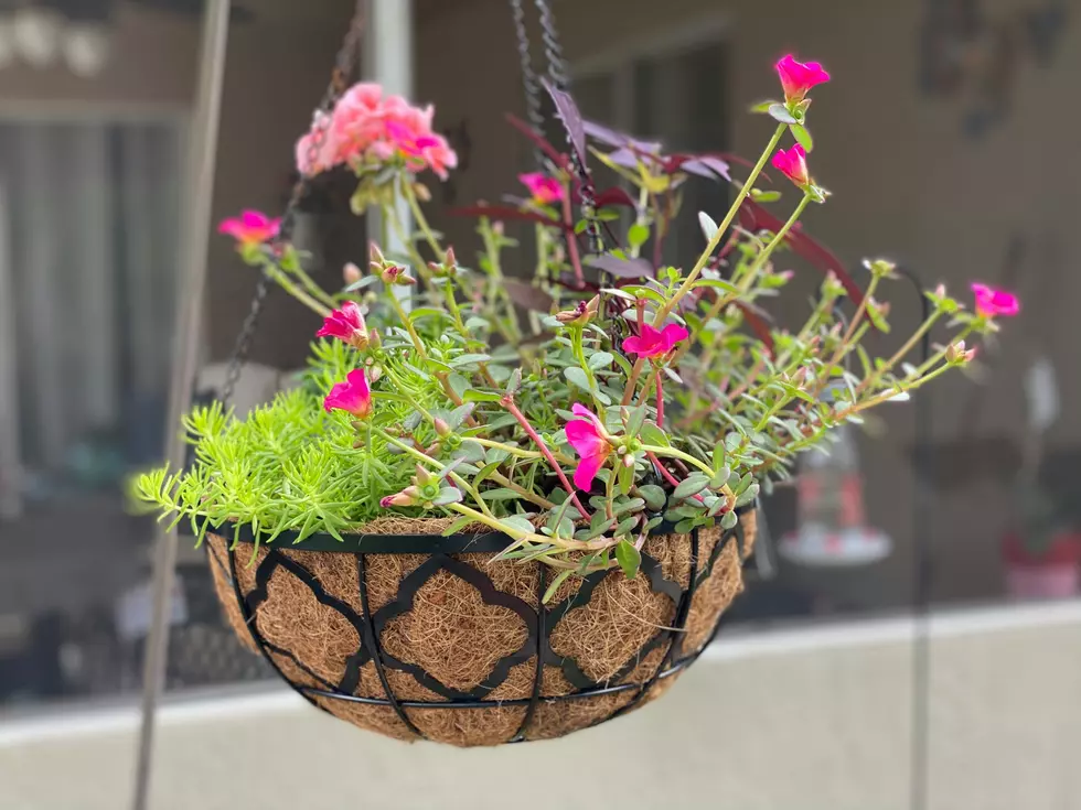 When To Set Your Plants Outside This Spring In Michigan