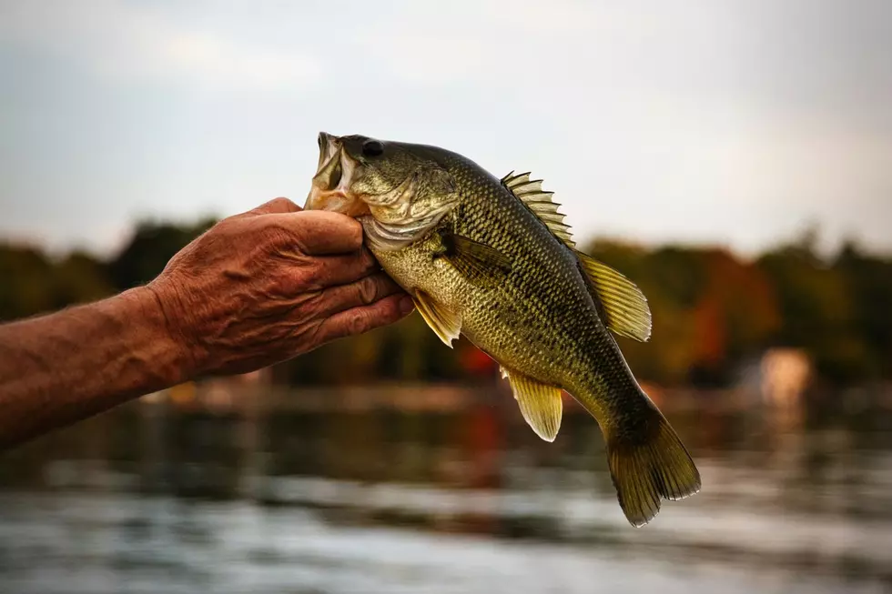 Fishing in Michigan? Here Are the Fish You’ll Find