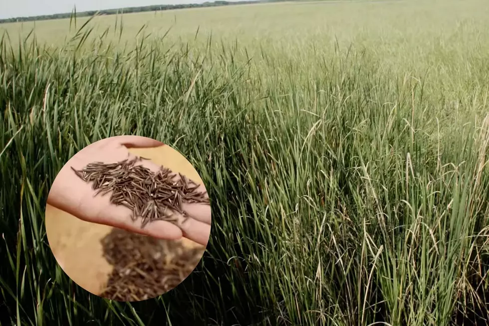 Michigan’s State Grain Is On The Verge of Extinction
