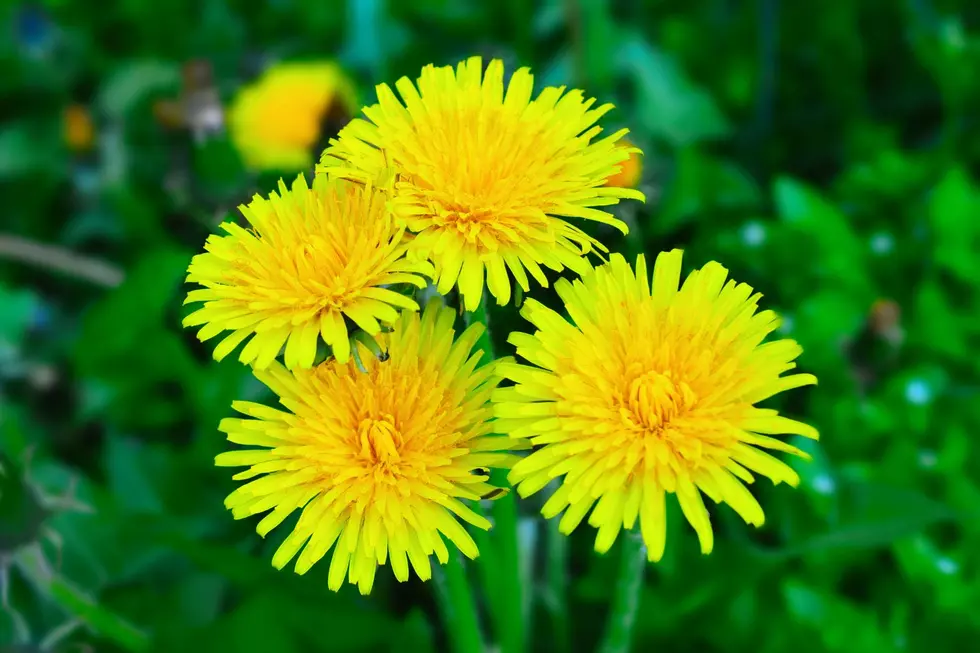 Are Dandelions Out of Control This Year in Michigan?