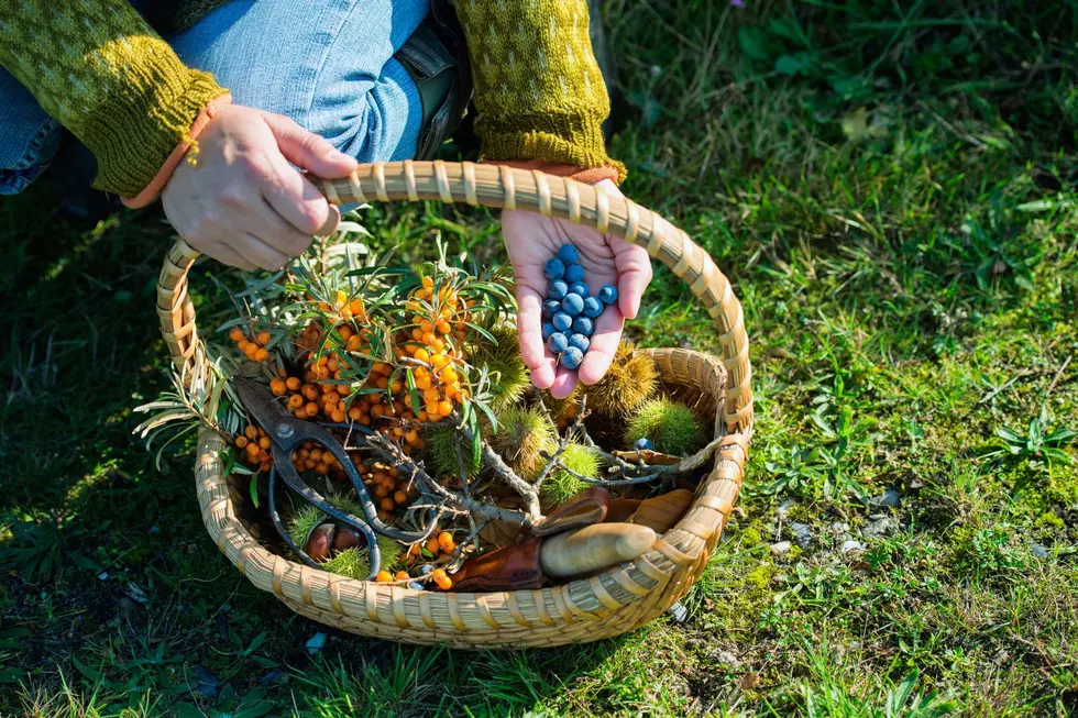 Foods You Can and Can’t Forage For in Michigan