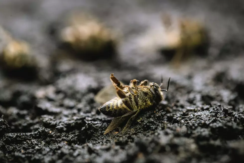 Michigan Beekeepers Face Worst Losses in 20 Years