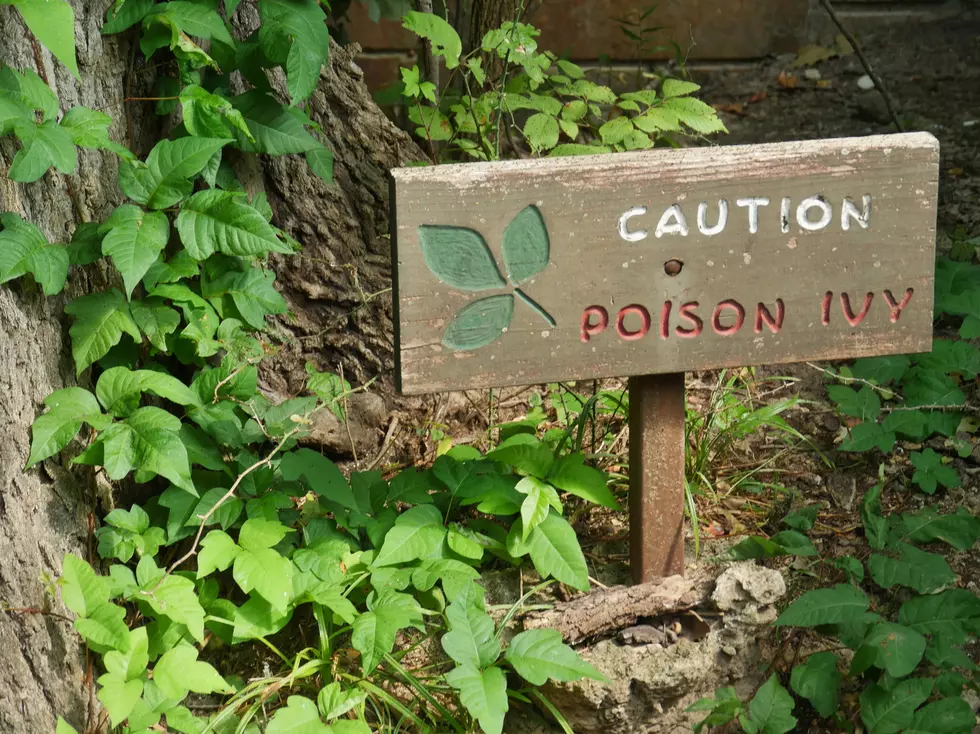 Avoid This Common Michigan Plant That Could Ruin Your Summer