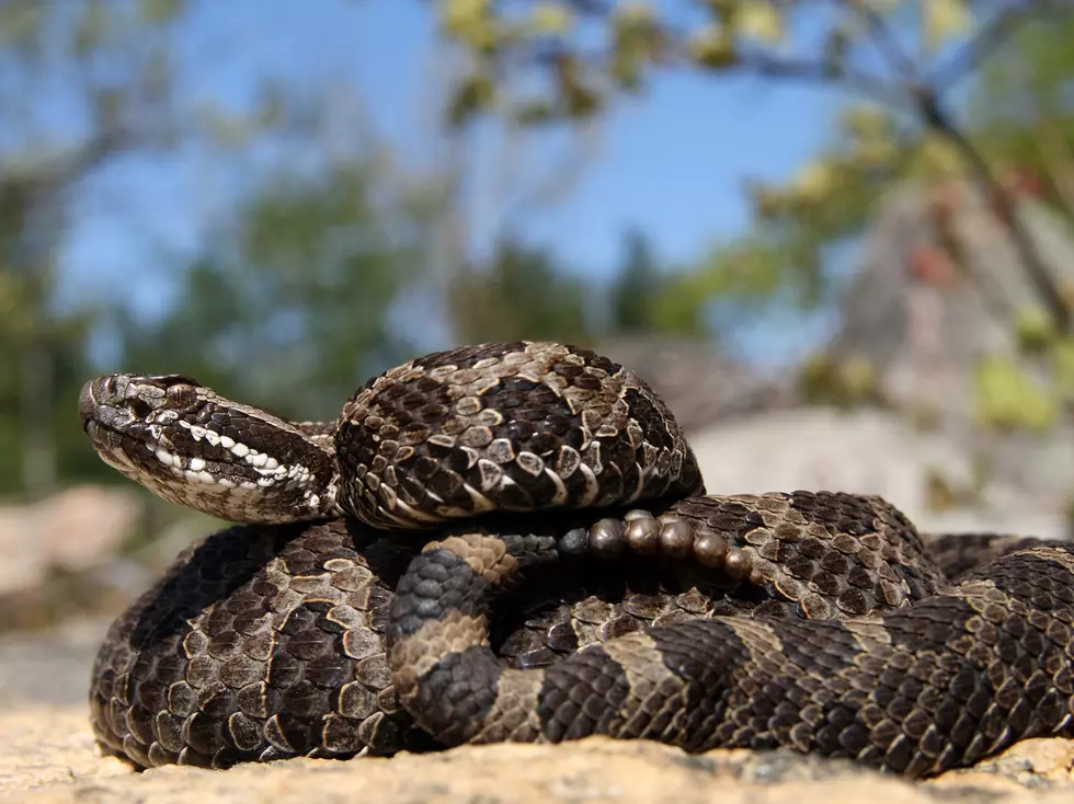 There Is Only One Venomous Snake To Fear In Michigan