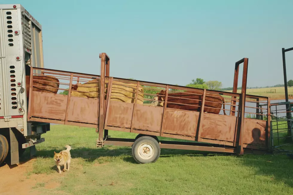 What Is A Screwworm And Why Is It Dangerous For Cattle?