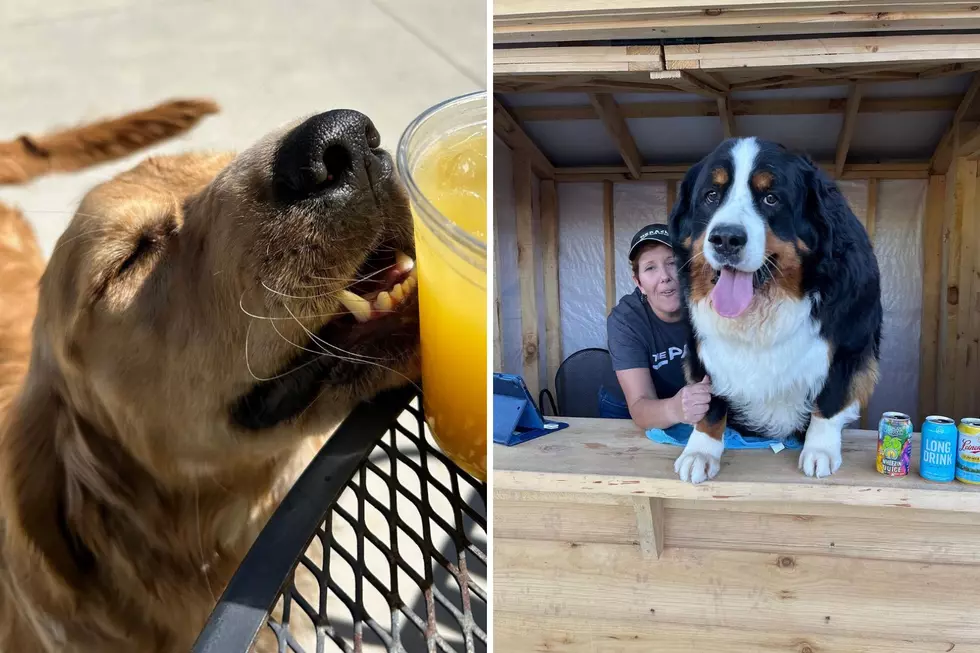 Grand Rapids Area Dog Bar Competing to Be the Best in America