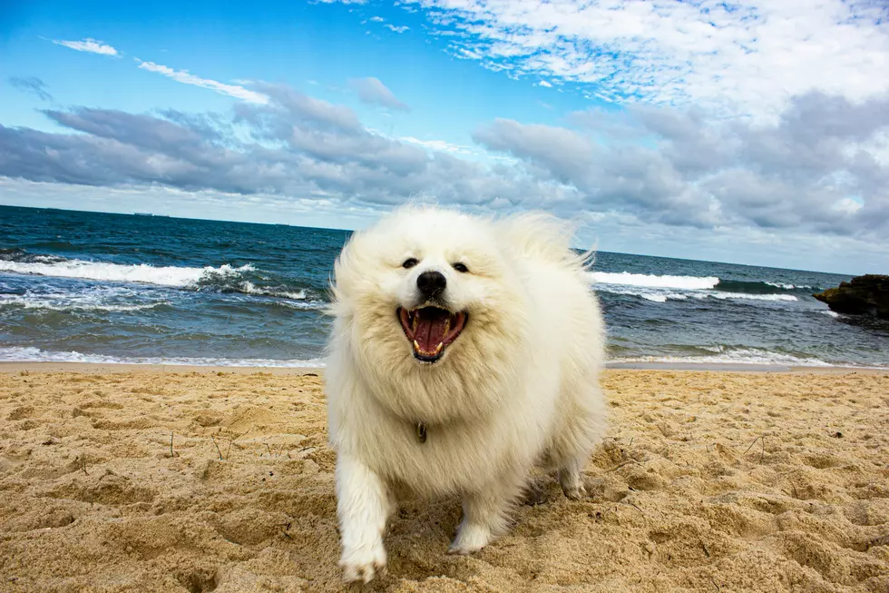 7 Dog-Friendly Beaches to Visit in West Michigan (2026)