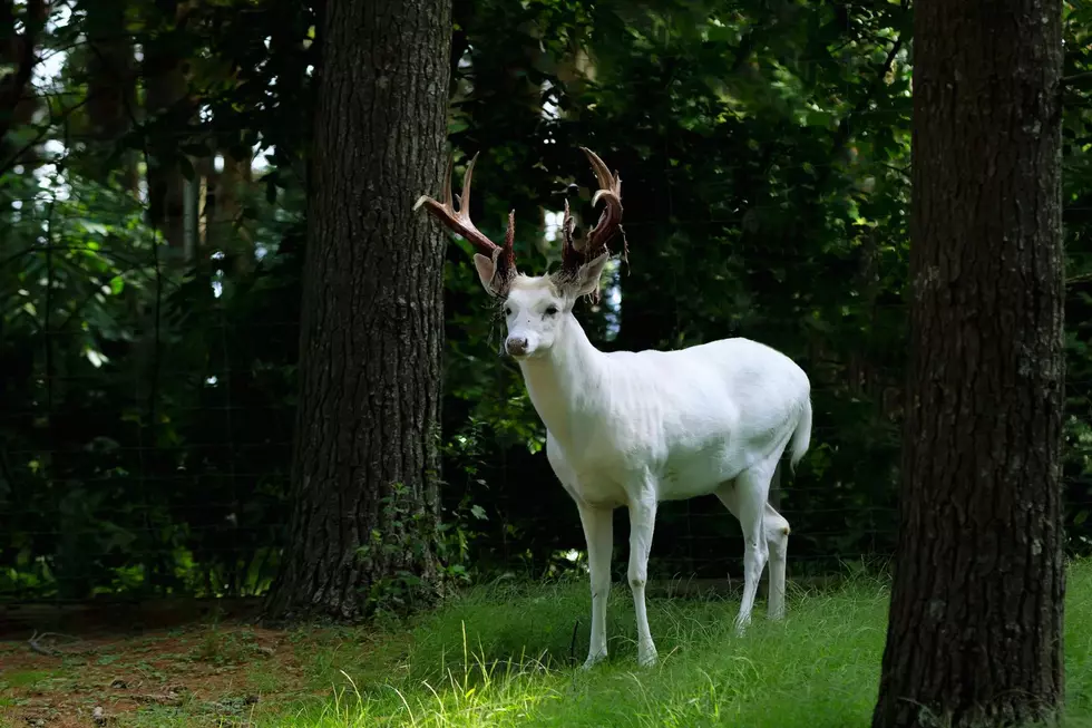 Rare Albino Deer Seen Roaming Michigan Neighborhood