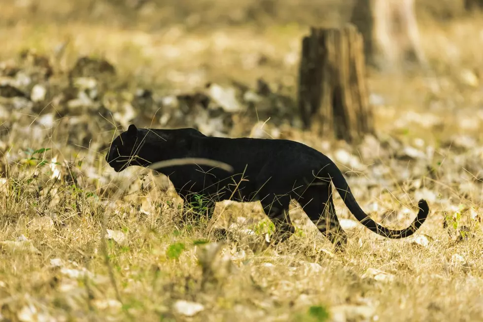 Big Cat Sighting In Michigan Sparks Panther Speculation