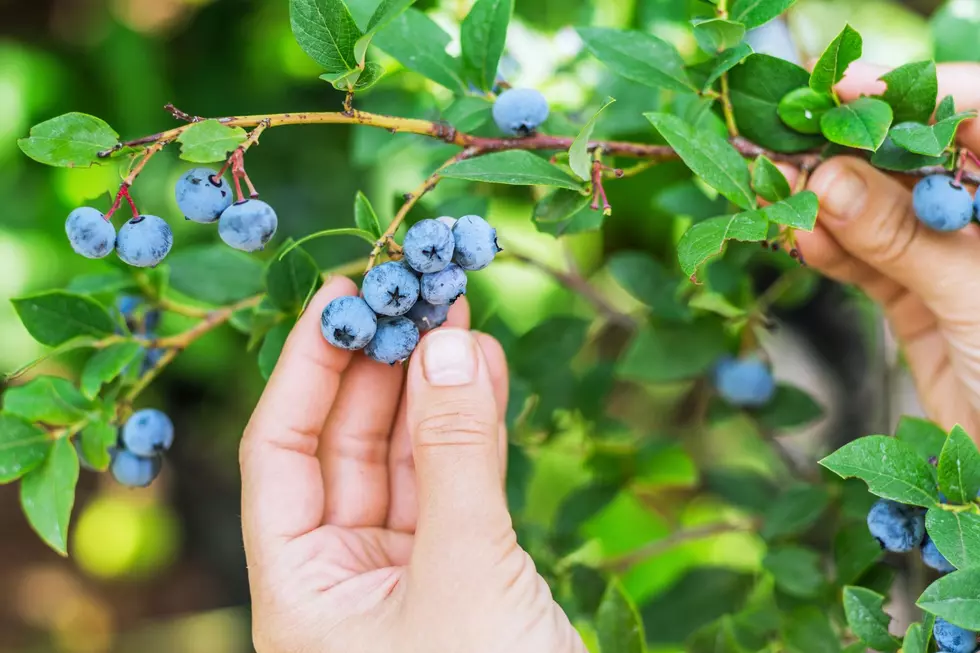 Explore Michigan For Wild Fruit You Can Pick Free